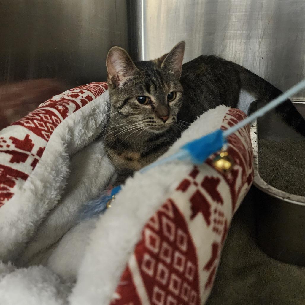 Abigail, Adoptable, Young Female Domestic Short Hair.