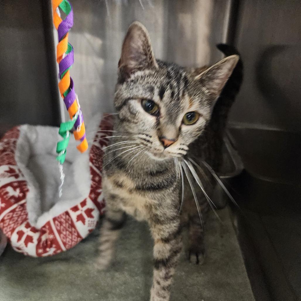 Abigail, a Adoptable Domestic Short Hair in Evensville, TN image 2/6