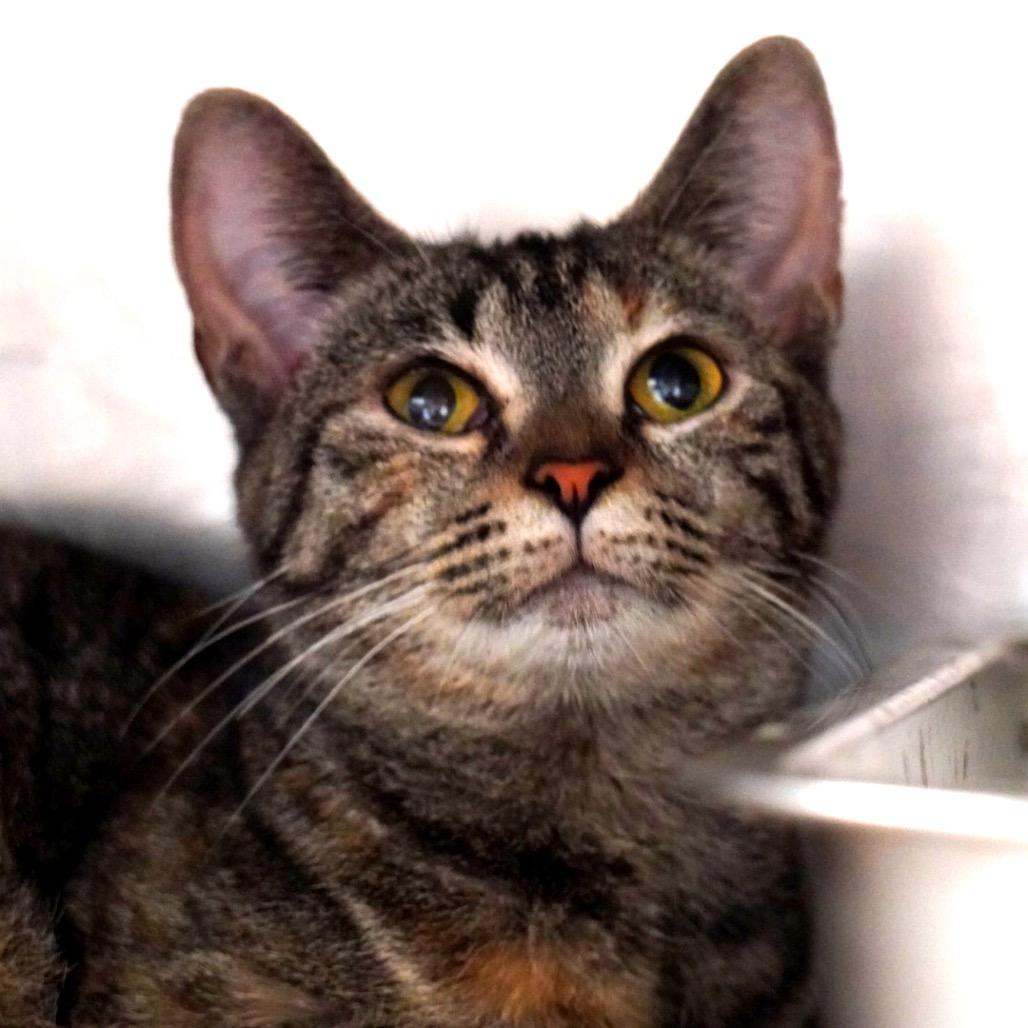 Abigail, Adoptable, Young Female Domestic Short Hair.