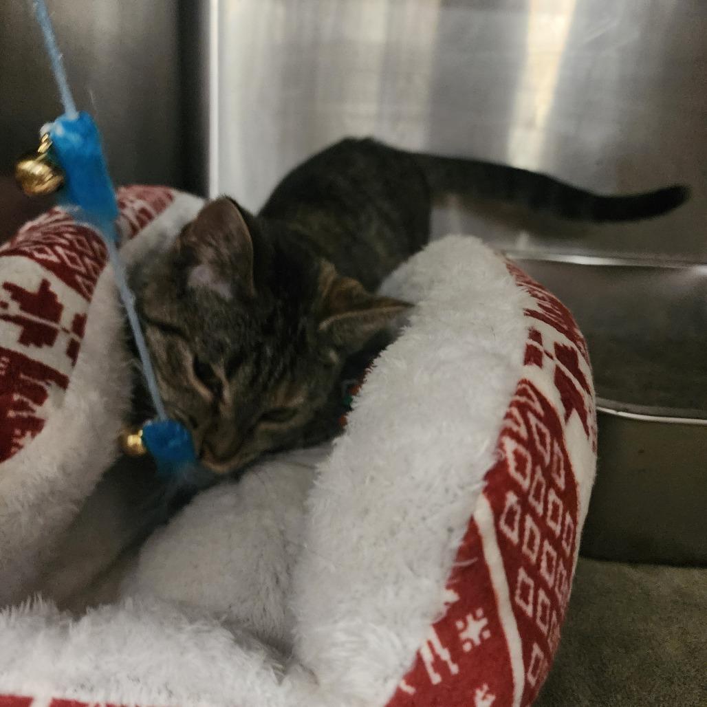 Abigail, a Adoptable Domestic Short Hair in Evensville, TN image 5/6