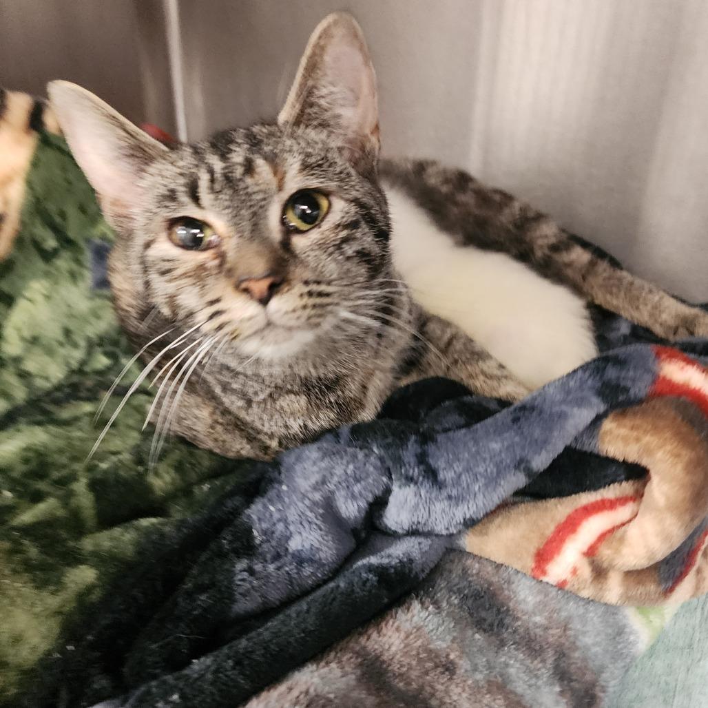 Abigail, a Adoptable Domestic Short Hair in Evensville, TN image 3/3