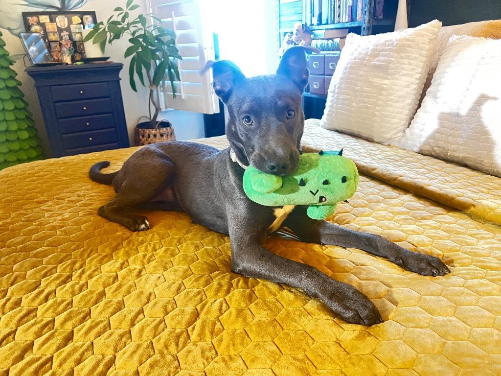 Bluey, a Adoptable mixed breed in Manhattan Beach, CA image 1/5