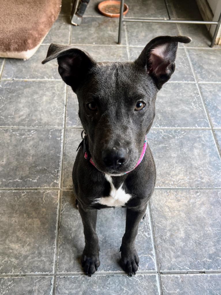 Bluey, a Adoptable mixed breed in Manhattan Beach, CA image 4/5