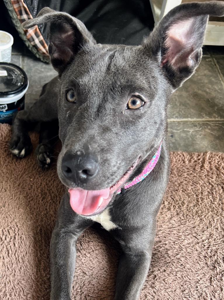 Bluey, a Adoptable mixed breed in Manhattan Beach, CA image 5/5