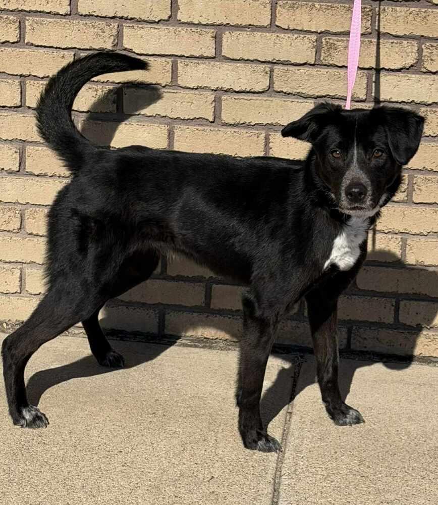 Bella, Adoptable, Young Female Mixed Breed.