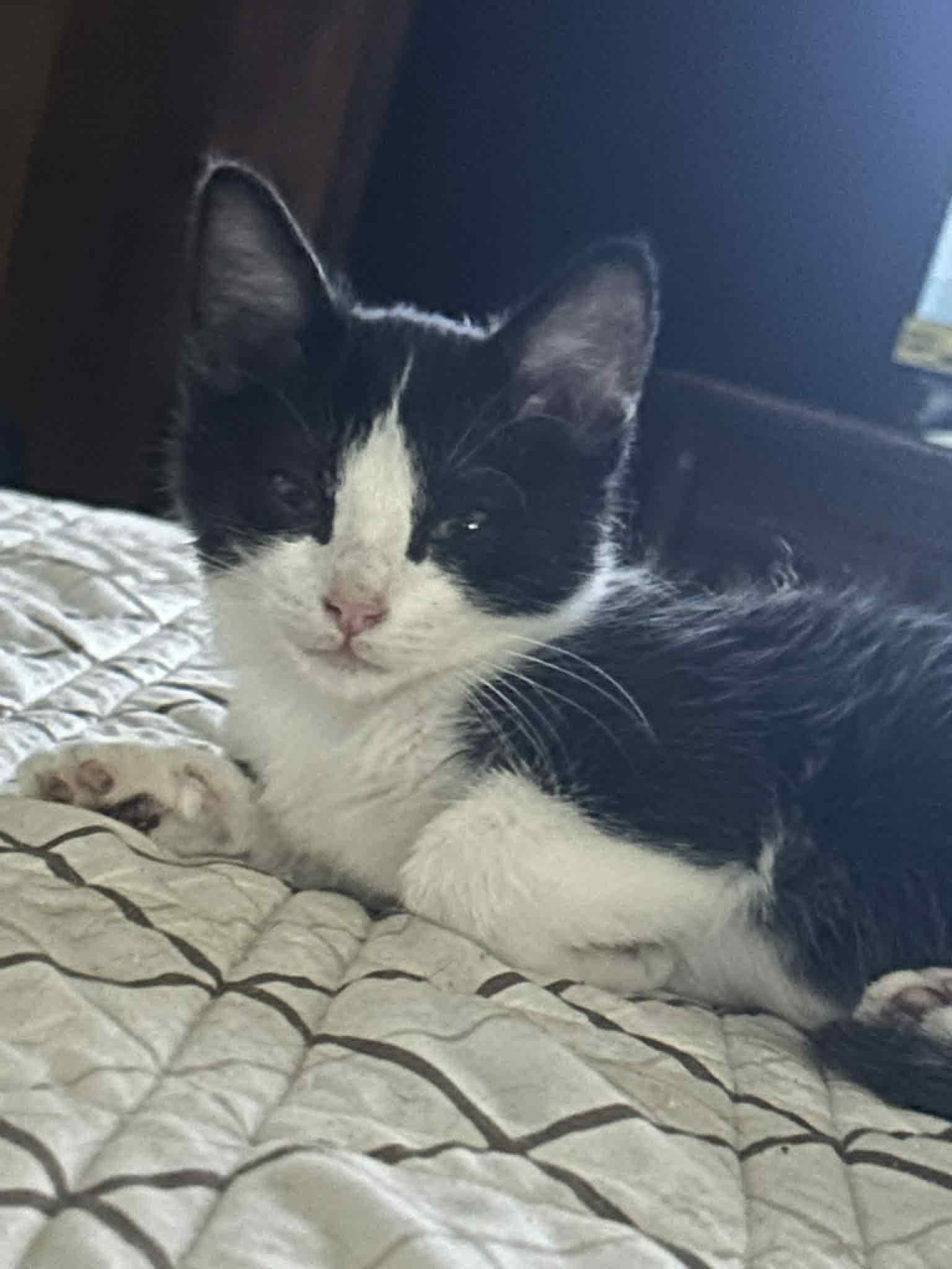 Hocus Pocus Pack, a Adoptable Domestic Short Hair in Morgantown, WV image 1/3