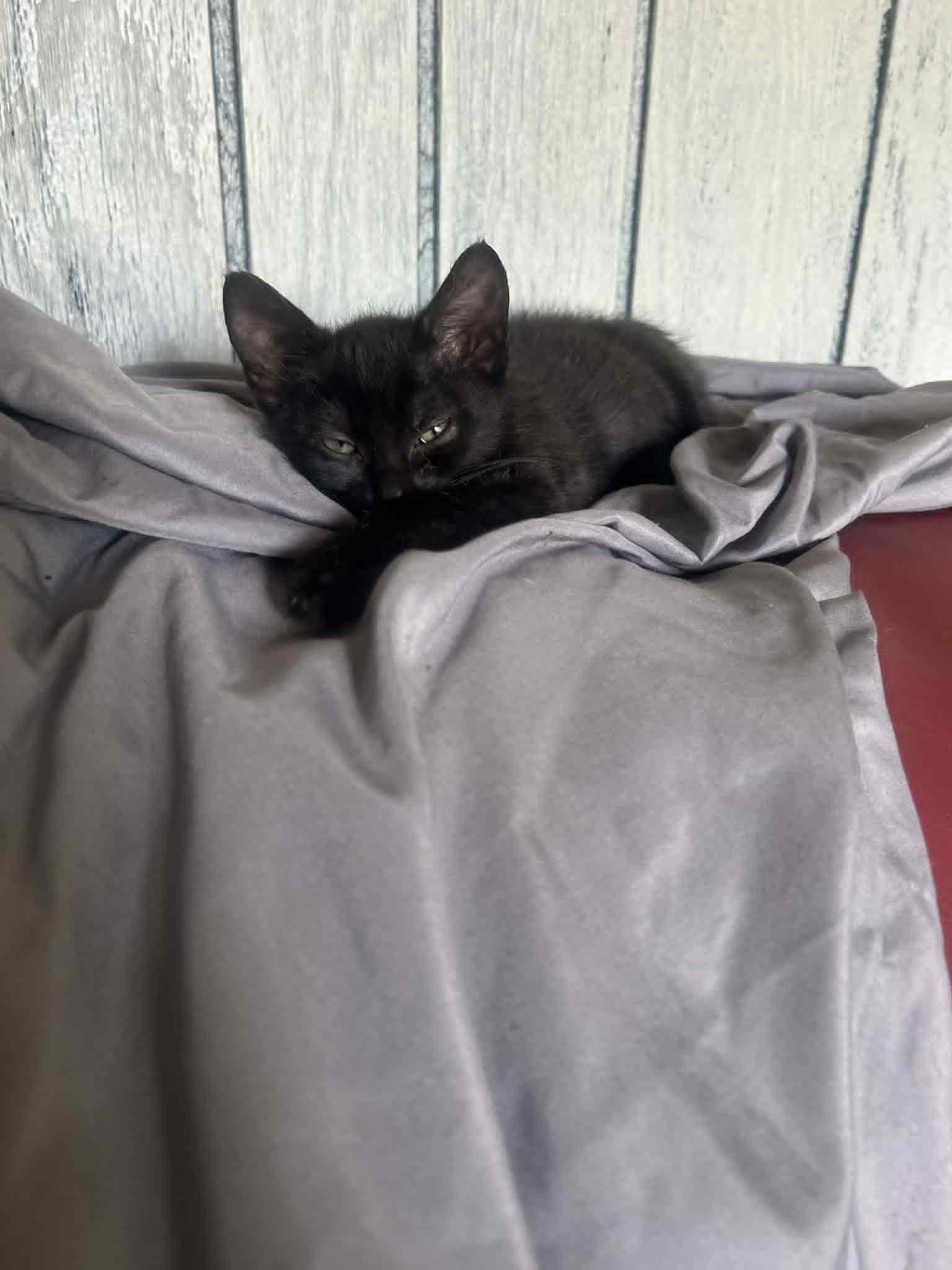 Hocus Pocus Pack, a Adoptable Domestic Short Hair in Morgantown, WV image 2/3