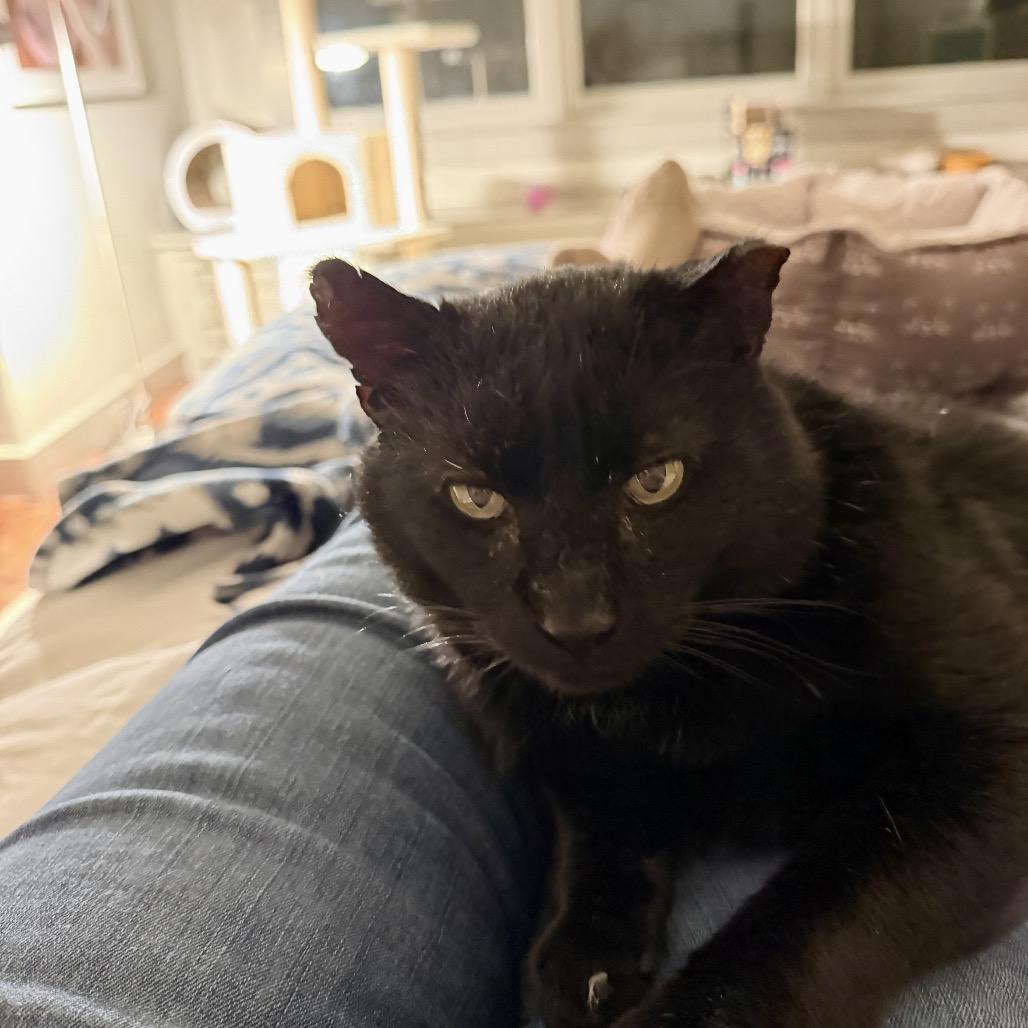 Enlarge Moses, a Adoptable Domestic Short Hair in Reisterstown, MD image 1/4