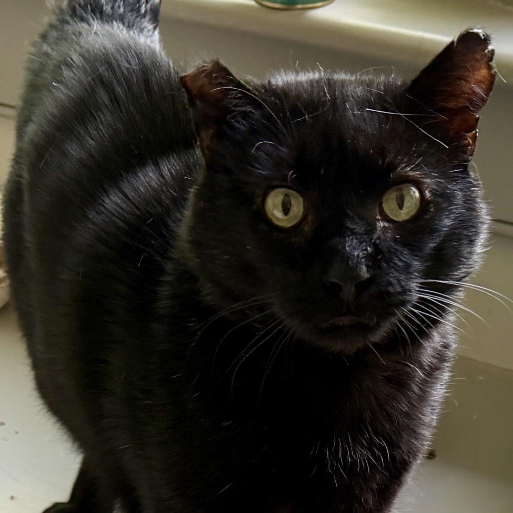 Enlarge Moses, a Adoptable Domestic Short Hair in Reisterstown, MD image 2/4