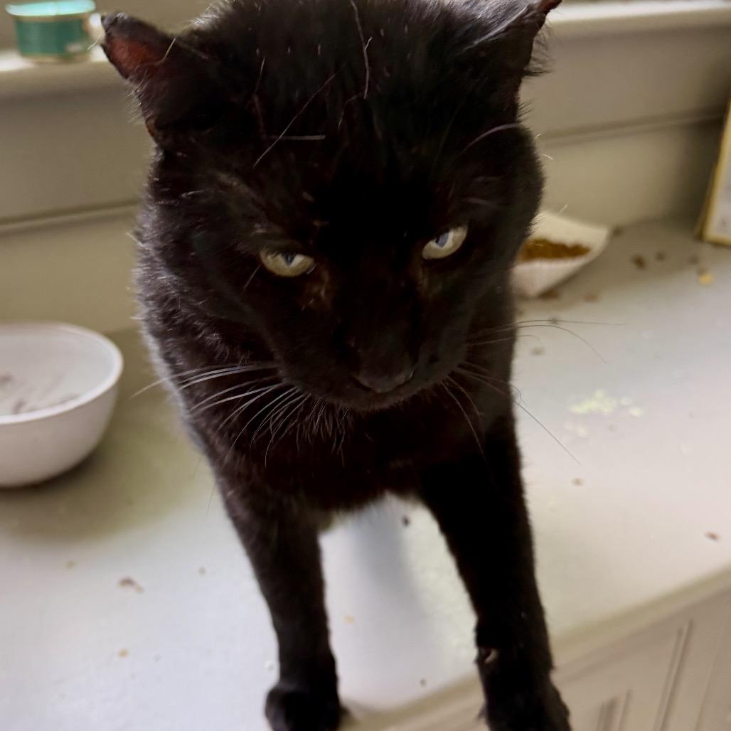 Enlarge Moses, a Adoptable Domestic Short Hair in Reisterstown, MD image 3/4