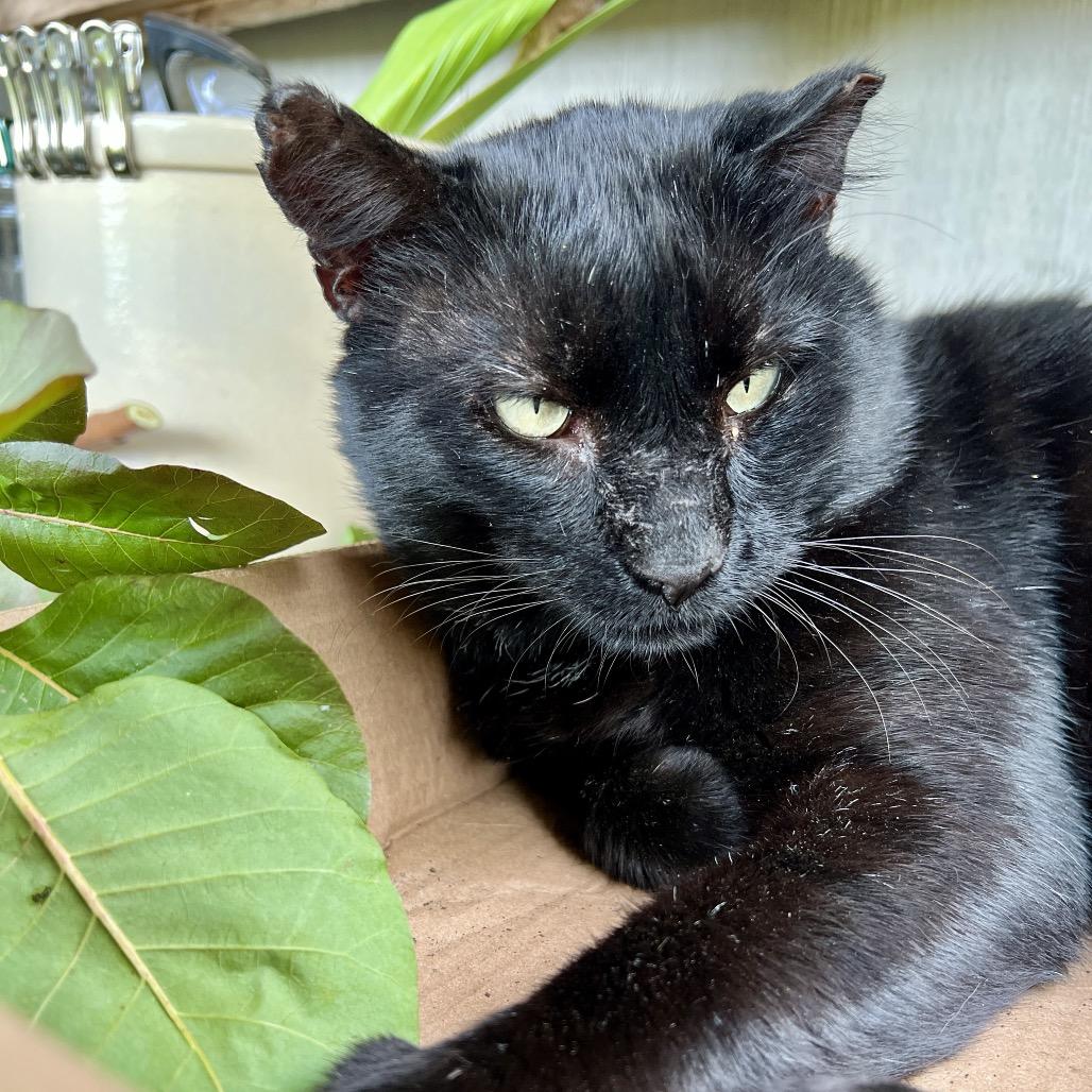 Enlarge Moses, a Adoptable Domestic Short Hair in Reisterstown, MD image 4/4