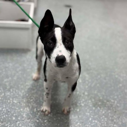 Enlarge Target, a ADOPTABLE mixed breed in Bardstown, KY image 5/6