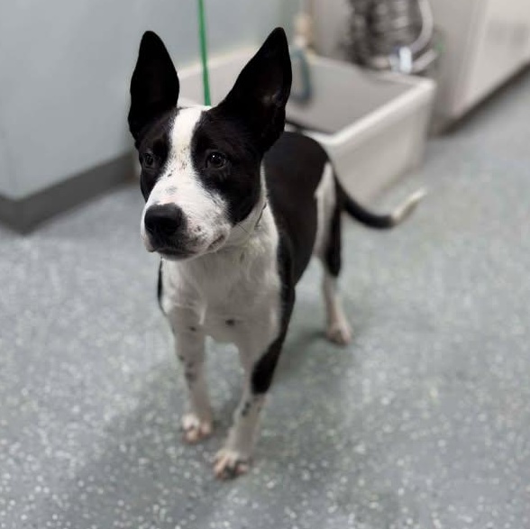 Enlarge Target, a ADOPTABLE mixed breed in Bardstown, KY image 2/6