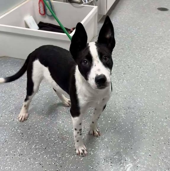 Enlarge Target, a ADOPTABLE mixed breed in Bardstown, KY image 1/6