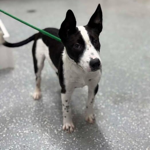 Enlarge Target, a ADOPTABLE mixed breed in Bardstown, KY image 3/6