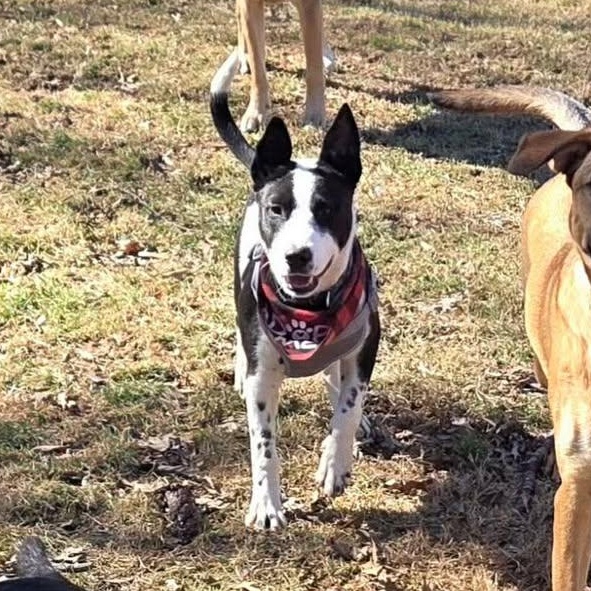 Target, ADOPTABLE, Puppy Male Bull Terrier & Australian Cattle Dog / Blue Heeler.