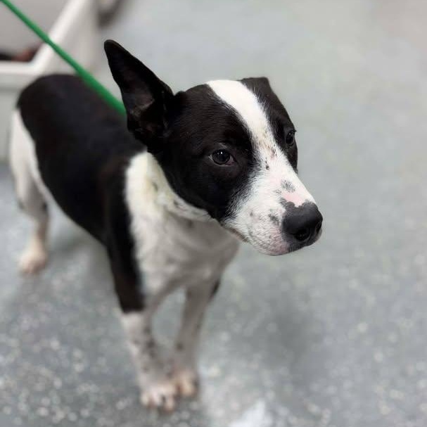 Enlarge Target, a ADOPTABLE mixed breed in Bardstown, KY image 4/6