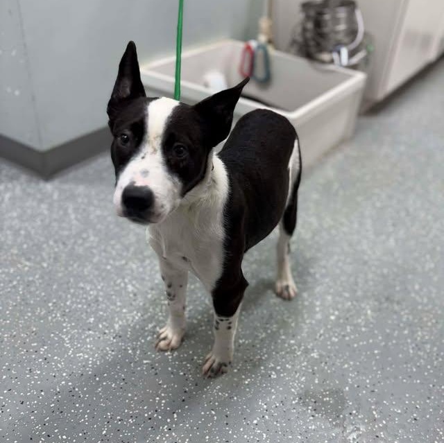 Enlarge Target, a ADOPTABLE mixed breed in Bardstown, KY image 6/6