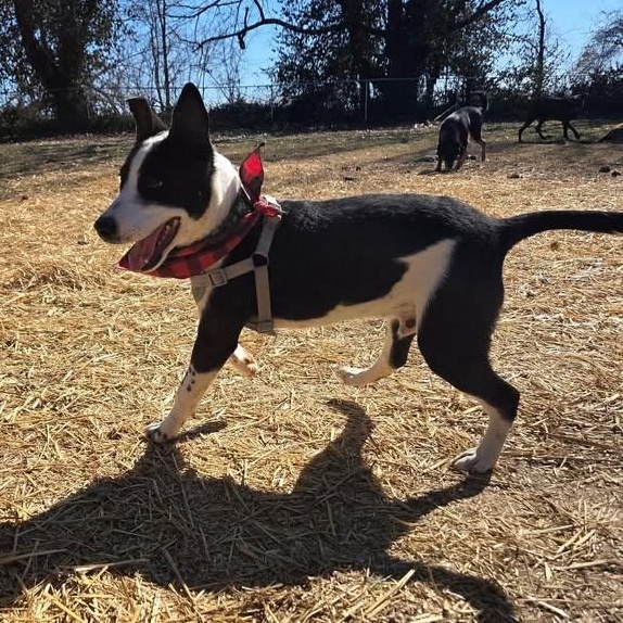 Target, a ADOPTABLE mixed breed in Bardstown, KY image 5/6