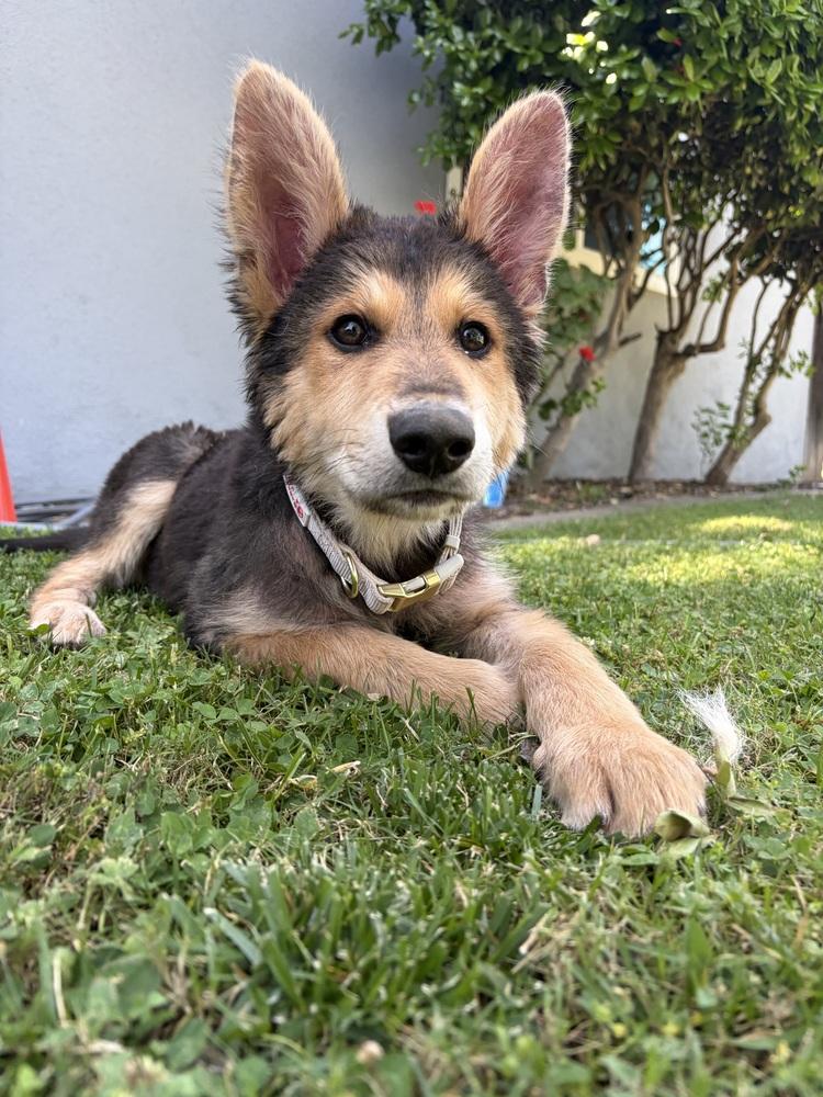 Poptart, Adoptable, Puppy Male German Shepherd Dog.