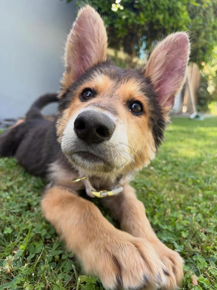Poptart, a Adoptable mixed breed in San Diego, CA image 2/4