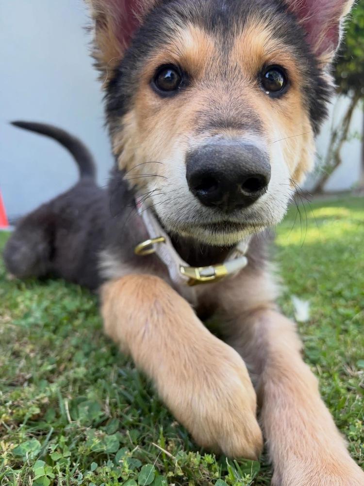 Poptart, a Adoptable mixed breed in San Diego, CA image 3/4