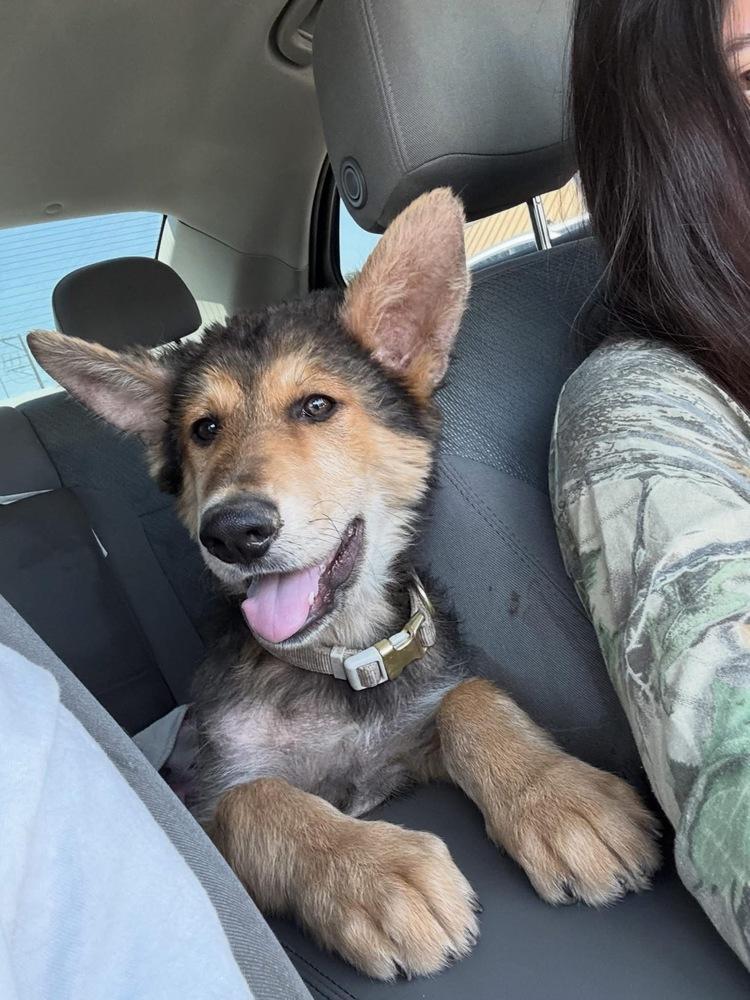 Poptart, a Adoptable mixed breed in San Diego, CA image 4/4