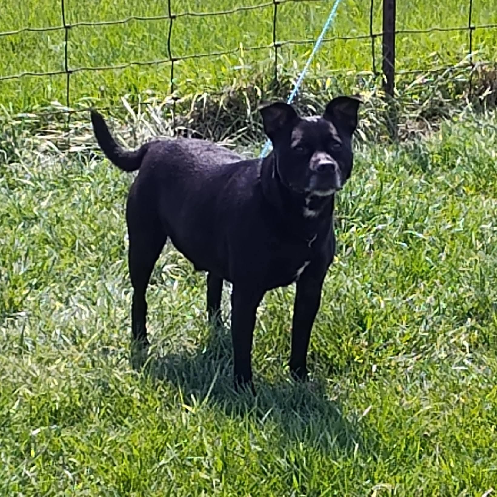 Enlarge Riley, an adopted mixed breed in Washington Court House, OH image 1/1