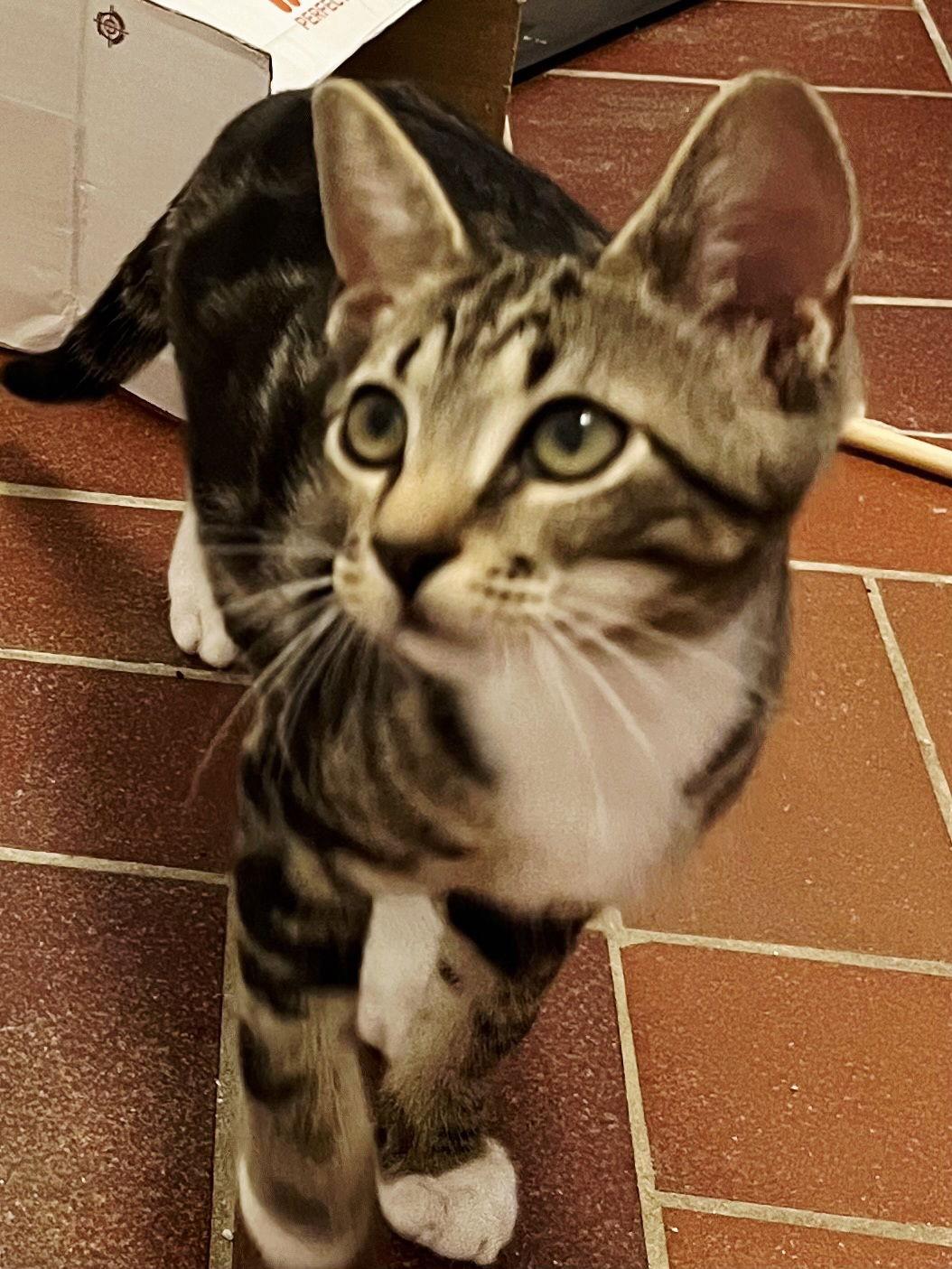 Enlarge KITTEN BONKERS, a Adoptable Domestic Short Hair in Franklin, TN image 1/3