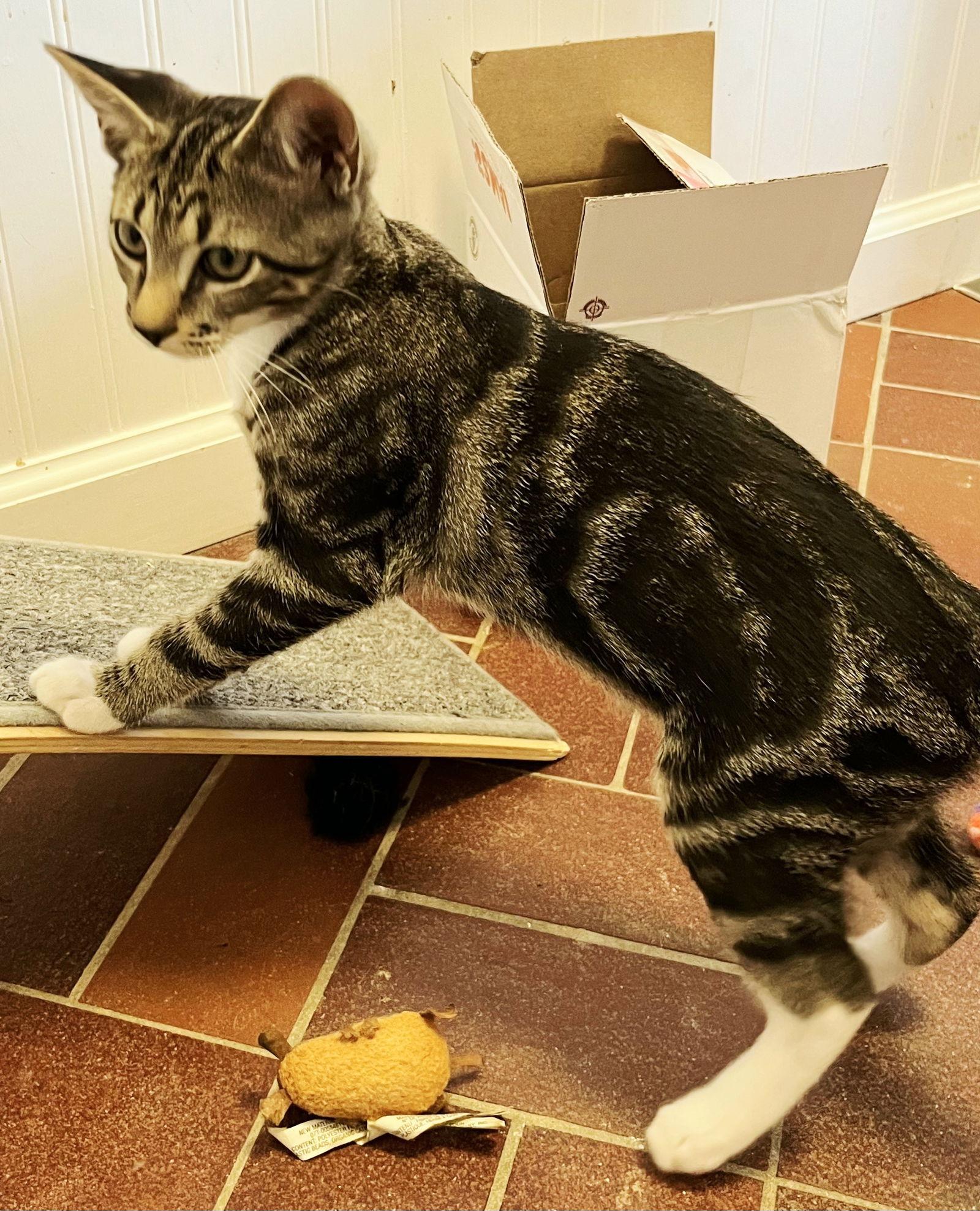 Enlarge KITTEN BONKERS, a Adoptable Domestic Short Hair in Franklin, TN image 2/3