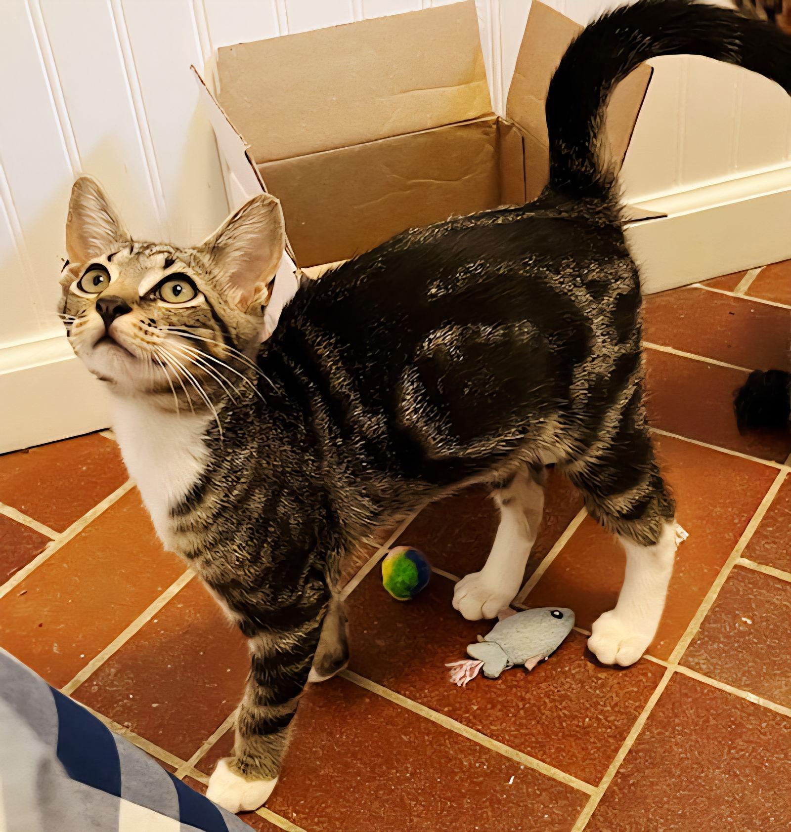 Enlarge KITTEN BONKERS, a Adoptable Domestic Short Hair in Franklin, TN image 3/3