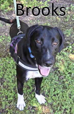 Enlarge Brooks, a Adoptable mixed breed in Mountain View, AR image 1/3
