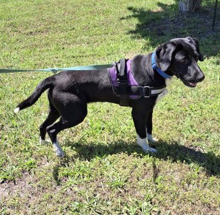 Enlarge Brooks, a Adoptable mixed breed in Mountain View, AR image 2/3