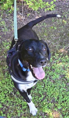 Enlarge Brooks, a Adoptable mixed breed in Mountain View, AR image 3/3