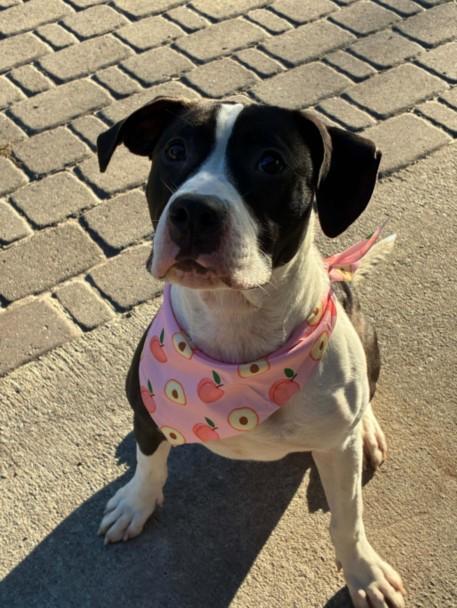 A523681, Adoptable, Young Female Pit Bull Terrier & Mixed Breed.