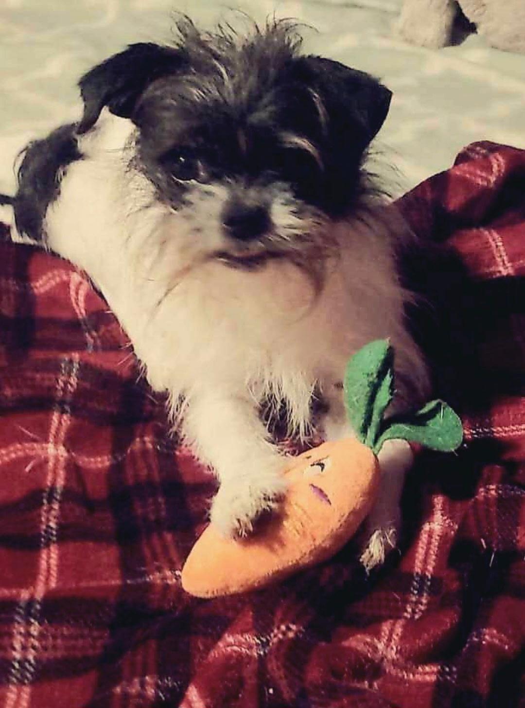 Tiny Bear, ADOPTABLE, Adult Male Shih Tzu & Chihuahua.