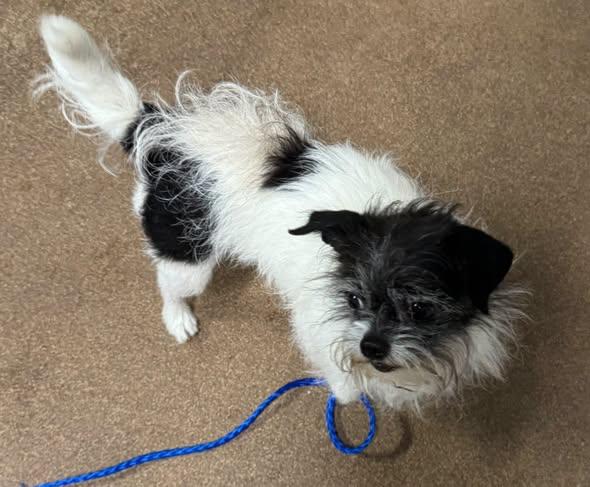 Tiny Bear, ADOPTABLE, Adult Male Shih Tzu & Chihuahua.