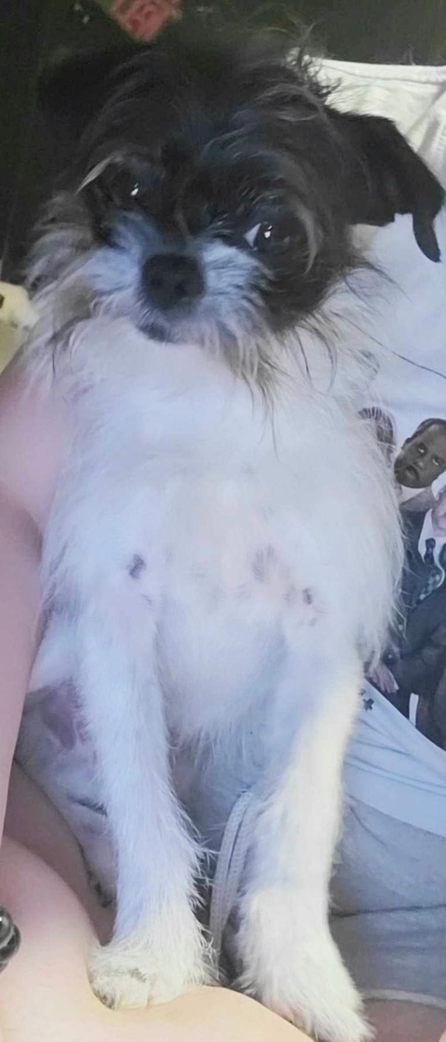 Enlarge Tiny Bear, a ADOPTABLE mixed breed in Matthews, NC image 2/2