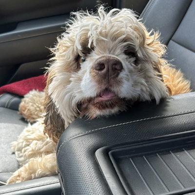 Mackey, a Adoptable Cocker Spaniel in Arlington, VA image 1/3