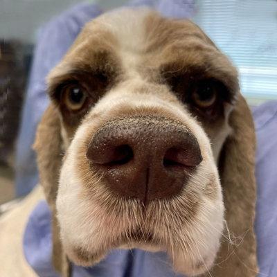 Mackey, a Adoptable Cocker Spaniel in Arlington, VA image 2/3