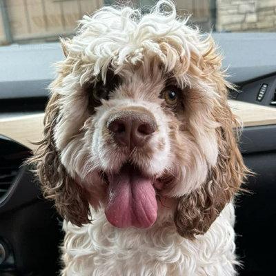 Mackey, a Adoptable Cocker Spaniel in Arlington, VA image 3/3