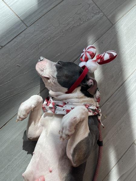 Bubble Gum, Adoptable, Adult Female Boston Terrier.