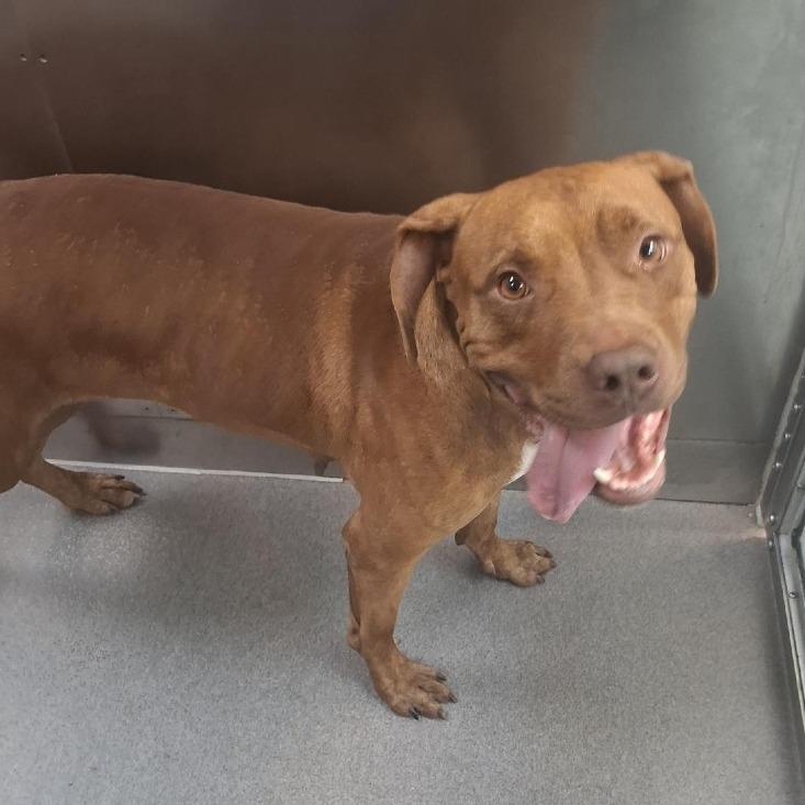 Pulley, Adoptable, Adult Female Pit Bull Terrier.