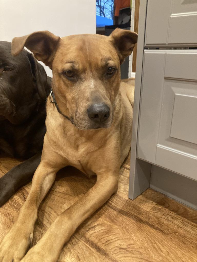 Scooby Doo        $400