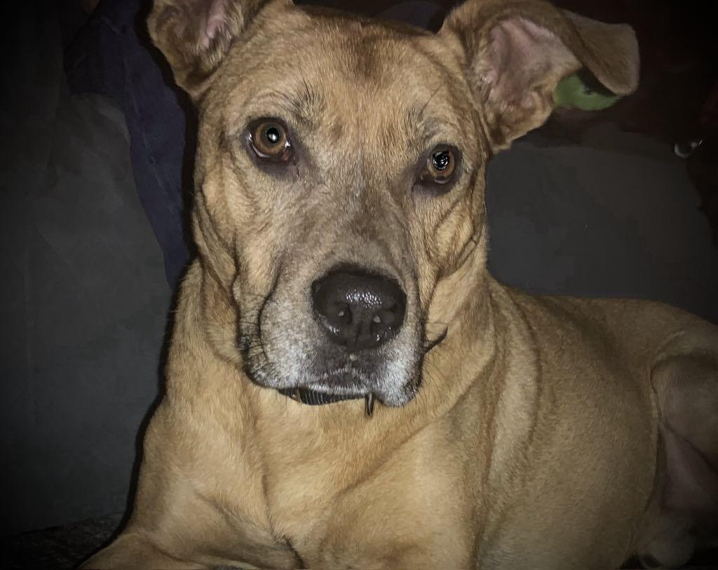 Mixta　SO CAL DOG Meet Pico 🐾 🐾 Breed: Chihuahua mix or super mutt around 1