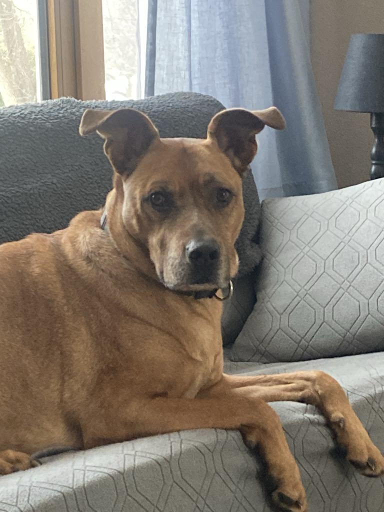 Scooby Doo        $400