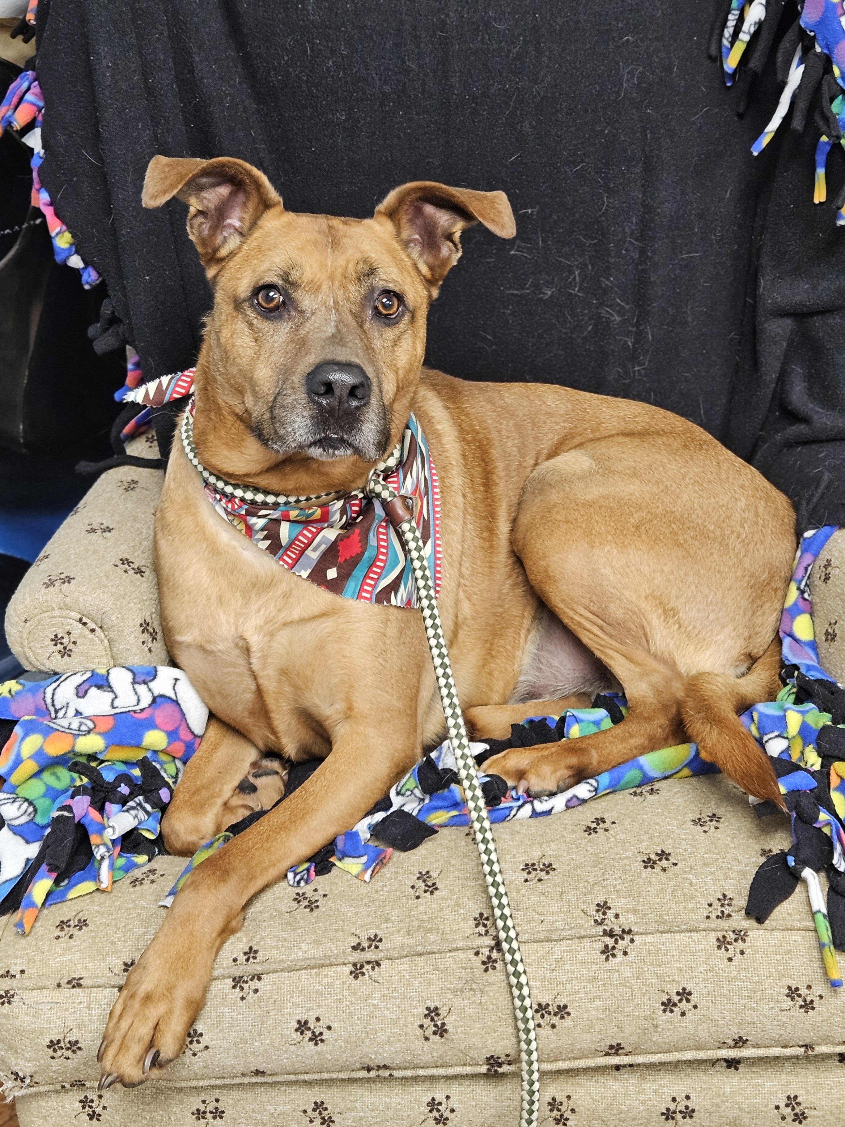 Scooby Doo        $400