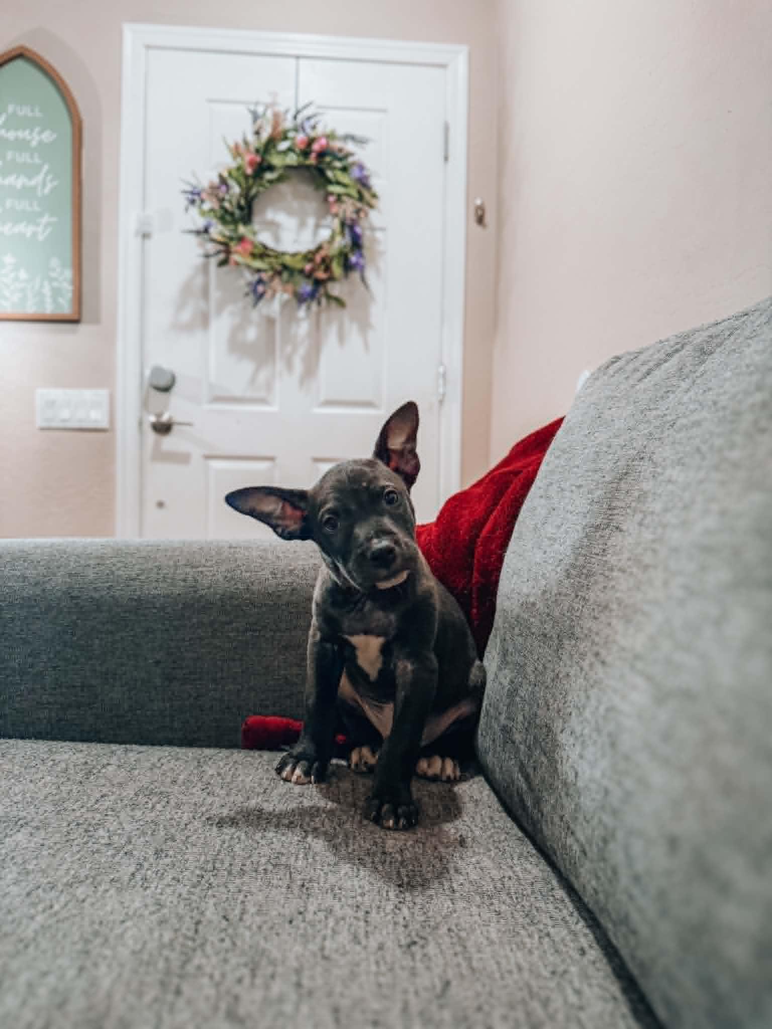 Enlarge Leon, a Adoptable mixed breed in Goodyear, AZ image 1/1