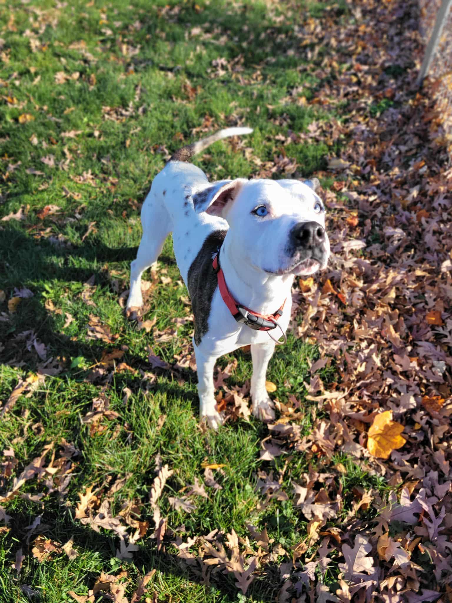 Craig, an adopted mixed breed in Chambersburg, PA image 1/3