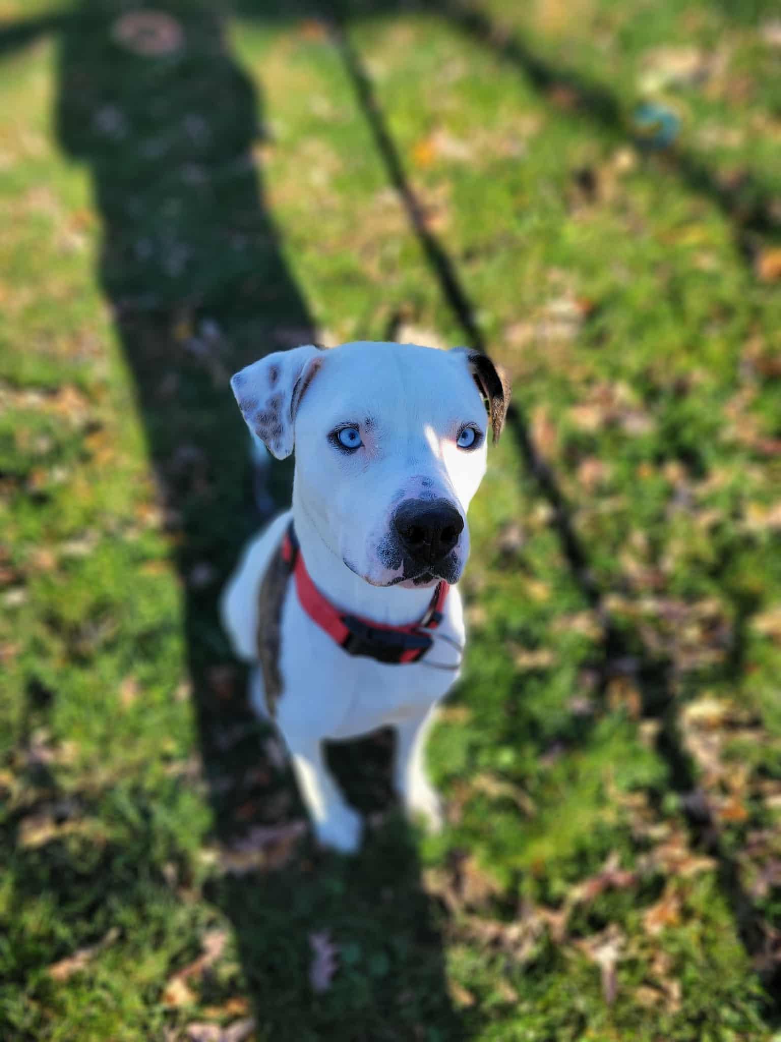 Craig, an adopted mixed breed in Chambersburg, PA image 2/3